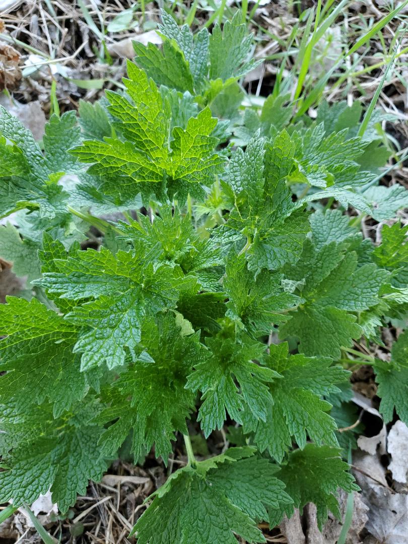 Motherwort – its Uses & Benefits | theHERBAL Cache