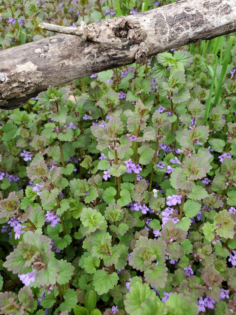 Creeping Charlie - aka ground ivy - theHERBAL CachetheHERBAL Cache ...