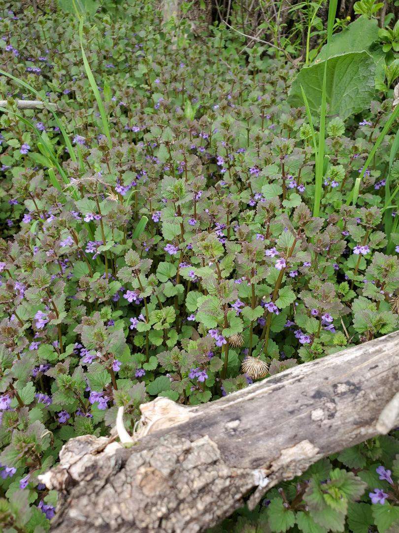 Creeping Charlie – aka ground ivy – edible and medicinal | theHERBAL Cache