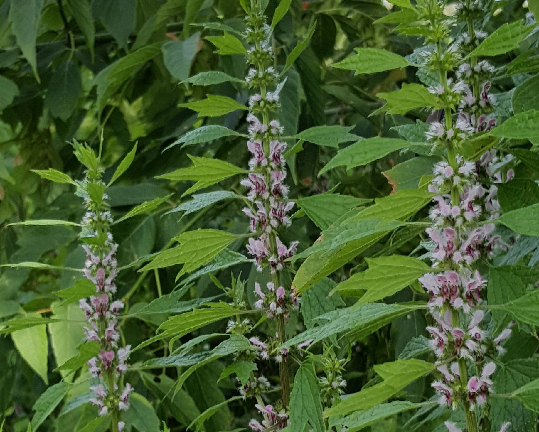 Motherwort – its Uses & Benefits