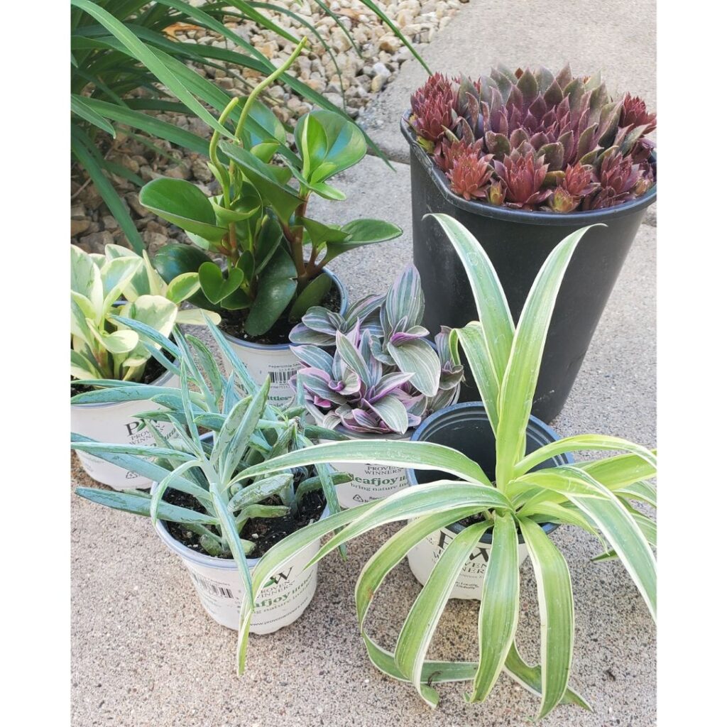 succulents and other plants